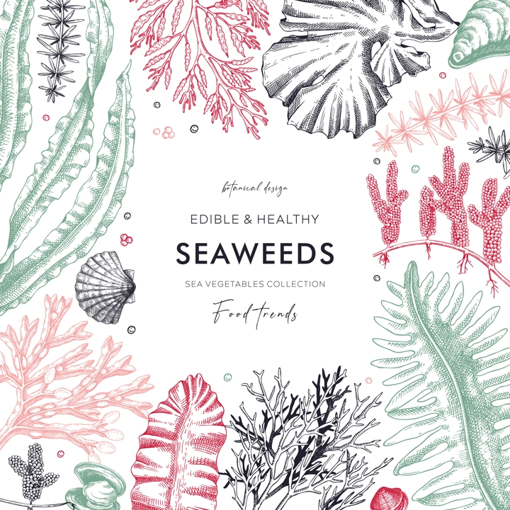 Seaweed vector card or invitation design. Edible algae vintage frame with golden kelp, wakame, kombu, hijiki, Irish moss drawings in sketch style. Underwater plant botanical illustration in color